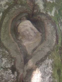 Quelle: Wikipedia /Neptuna Kopf einer Christusfigur eingewachsen in einen Baum